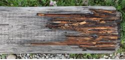 Decayed Wood